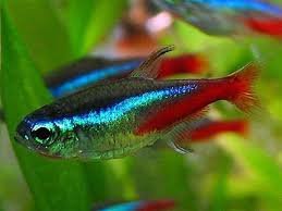 Tetra Fish