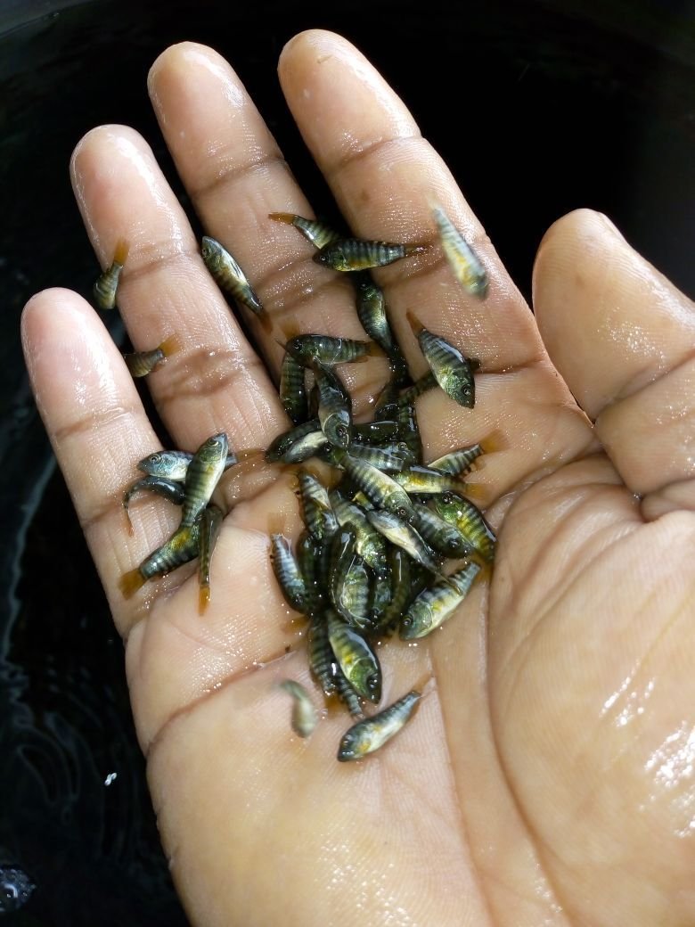 Tilapia Fish Seeds