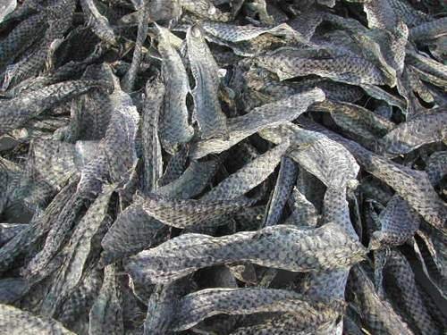 Tilapia Fish Seeds