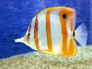 Tropical Fish