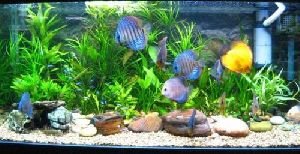 Glass tropical fish aquarium