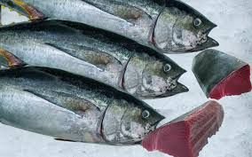 Fresh Tuna Fish