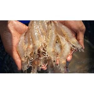 Vannamei Prawn Seeds