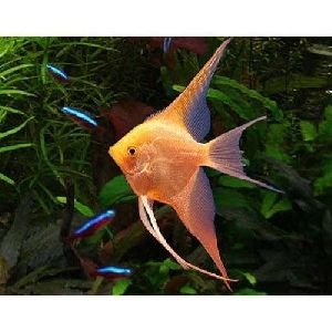 Veiltail Golden Angel Fish