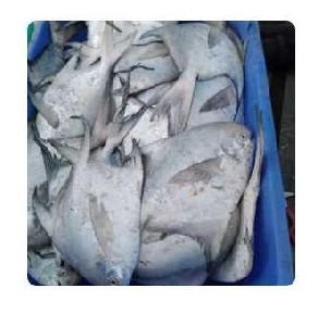 White Pomfret Fish