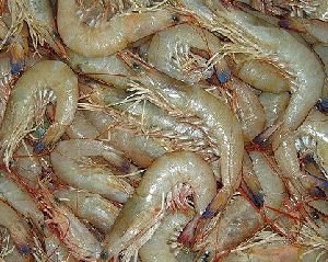White Prawn