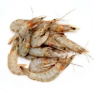White Sea Prawn