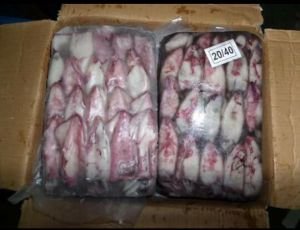 Frozen Squid Fish