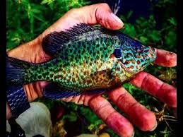 Wild Fish