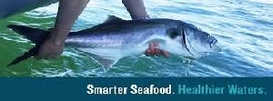Wild fish