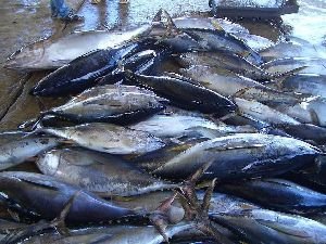 Yellow Fin Tuna
