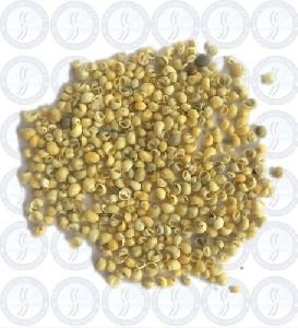 Yellow Pattani Shine Sea Shell