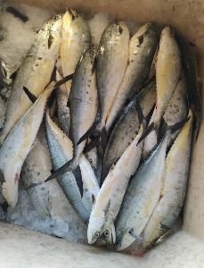 Yellow Trevally Fish