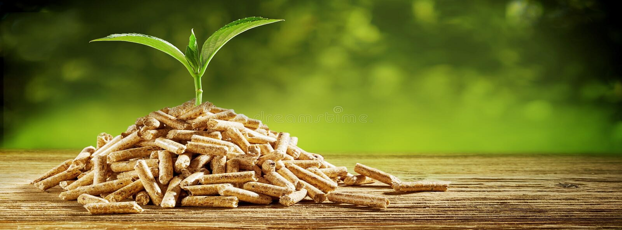 Shibhshree Biofuels Energy Limited