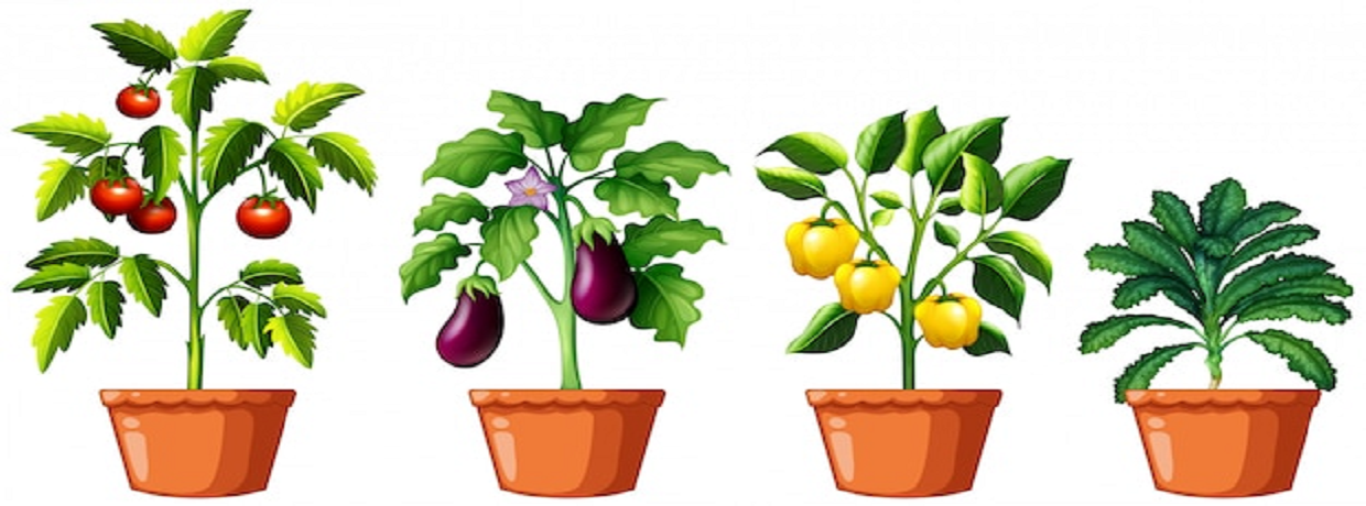 Shri Vaikunt Biotech