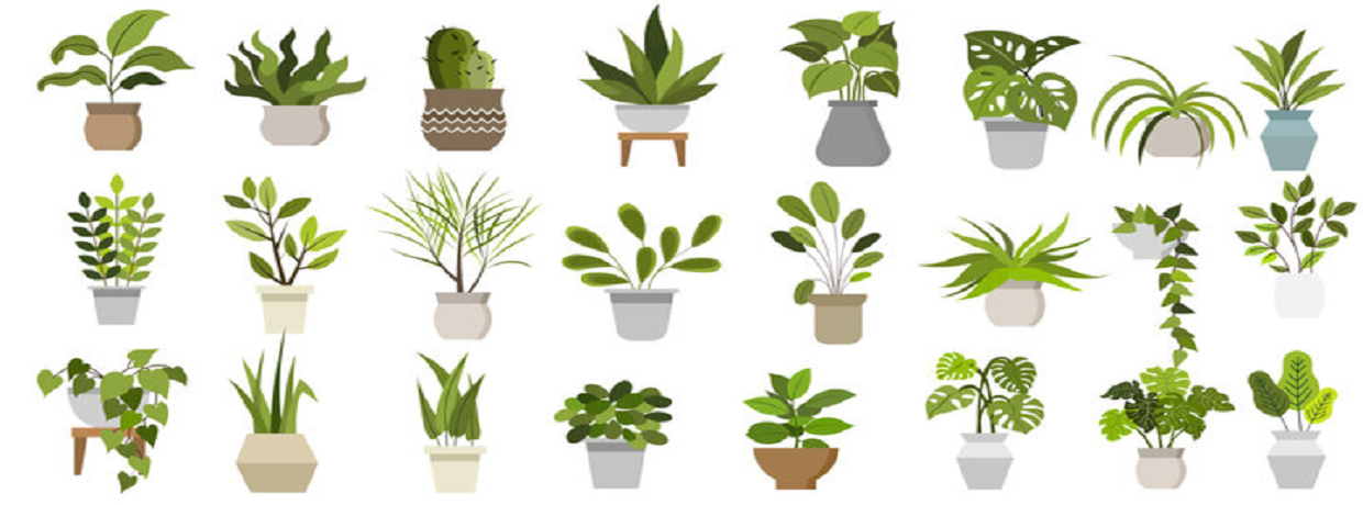 Suraj Nursery
