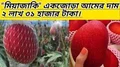 Apple Ber Tarafdar Nursery
