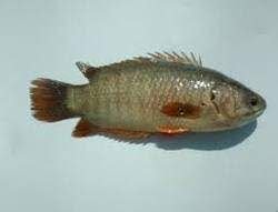 Malhar Fish Enterprises